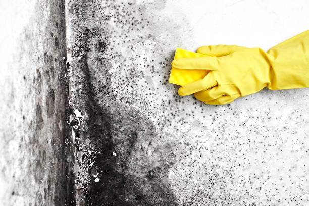 Best HVAC Mold Remediation in Prague, OK