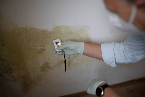 Best Bathroom Mold Remediation in Prague, OK