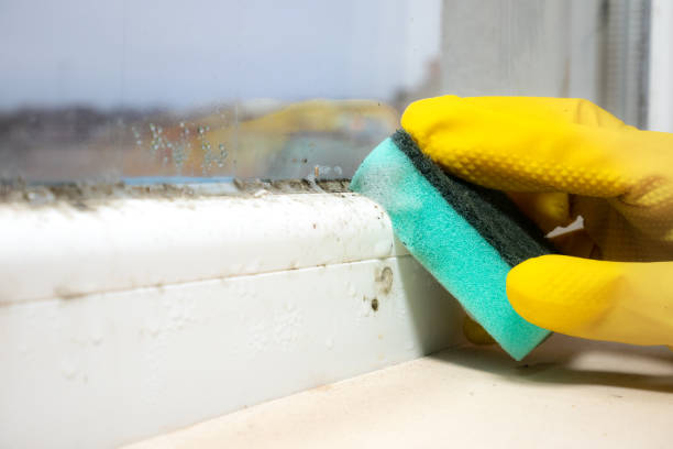 Best Residential Mold Remediation in Prague, OK
