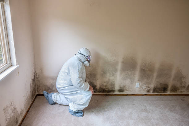 Best Kitchen Mold Remediation in Prague, OK