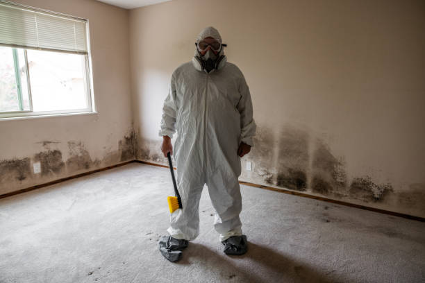 Best White Mold Remediation in Prague, OK