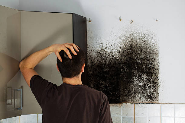 Best Black Mold Remediation in Prague, OK