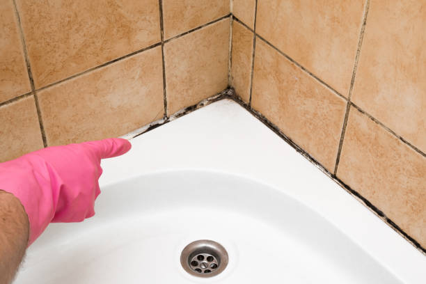 Best Health and Safety Mold Remediation in Prague, OK